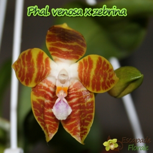 Phalaenopsis Venosa x zebrina - Age de floraison
