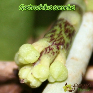 Gastrochilus sororius - Age de Floraison
