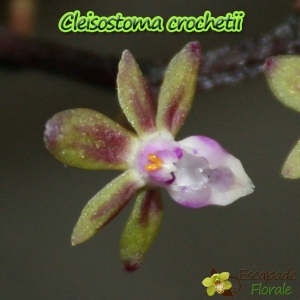 Cleisostoma crochetii - Age de Floraison