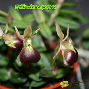 Epidendrum Porpax - Age de floraison