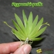 Psygmorchis pusilla - Age de Floraison