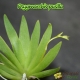 Psygmorchis pusilla - 2 hampes florales