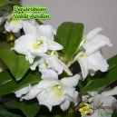 Dendrobium Nobile 'Apollon'