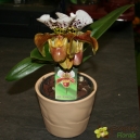 Orchidée Paphiopedilum Amerika Hybride