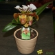 Orchidée Paphiopedilum Amerika Hybride avec cache pot