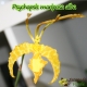 Psychopsis Mariposa ‘GV’