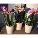 Orchidées trio de  Phalaenopsis 