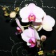 Orchidée Phalaenopsis 3 tiges