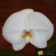 Orchidée Phalaenopsis Singolo