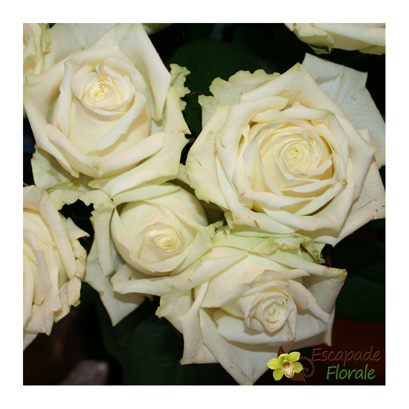 Grosse Rose blanche - Escapade Florale