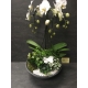 Compo orchidée 50€