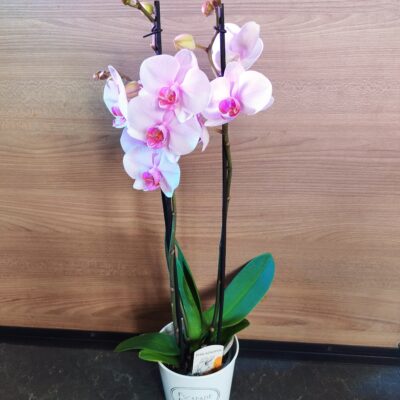 Orchidée rose en pot – Élégance naturelle et durable