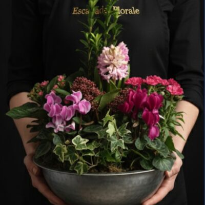 Coupe "Jardin pastel de saison" en Zinc ​L'Esprit de la Création ​Une véritable scène végétale miniature qui apporte la nature au cœur de votre maison. Cette composition est présentée dans un contenant en zinc authentique, offrant un contraste charmant entre le métal brut et la délicatesse des végétaux. Réalisée dans une harmonie de tons pastels et de roses profonds, elle constitue un cadeau durable et élégant pour toutes les occasions. ​Détails de la Composition ​Parce que nous privilégions la fraîcheur et la saisonnalité, chaque coupe est une création unique composée de 6 à 7 plantes sélectionnées selon les arrivages : ​Plantes Fleuries : Un mélange délicat pouvant inclure des cyclamens aux couleurs vives, des jacinthes parfumées ou des kalanchoés. ​Plantes de Structure : Des variétés comme le Skimmia apportent du relief avec leurs baies et leur feuillage persistant. ​Plantes de Finition : Le lierre panaché vient draper élégamment les bords du contenant pour un effet naturel et foisonnant. ​Le Contenant : Une coupe en zinc robuste et intemporelle qui pourra être réutilisée pour vos futures plantations. ​Le Conseil de l'Artisan ​"Cette composition de plantes apprécie une lumière vive sans soleil direct. Arrosez modérément au cœur de la coupe en évitant de mouiller le feuillage des cyclamens. Une fois la floraison terminée, les bulbes de jacinthes pourront même être replantés dans votre jardin !"