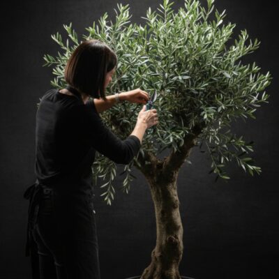 Olivier d'Exception (Gros Tronc) ​Nom du produit : Olivier Europaea - Spécimen "Vieux Tronc" Hauteur : 1,80 m Disponibilité : Escapade Florale (Roncq & Wervicq-Sud) ​Description du produit ​Cet olivier majestueux de 1,80 m se distingue par son tronc noueux et massif, véritable témoin du temps. Son feuillage persistant, aux reflets argentés, apporte une élégance méditerranéenne immédiate à vos extérieurs ou vos grandes terrasses. C'est une pièce maîtresse, sélectionnée pour la force de son caractère et la qualité de sa structure. ​Conseils d'entretien ​Exposition : Plein soleil indispensable pour favoriser sa croissance et la santé de son feuillage. ​Arrosage : Modéré. Laissez sécher la terre entre deux apports d'eau. En pot, veillez à un drainage parfait. ​Taille : Une taille d'entretien annuelle (fin d'hiver) permet de conserver sa forme harmonieuse et de densifier son houppier. ​Résistance : Très rustique, il supporte des épisodes de gel courts, mais apprécie une protection en cas d'hiver très rigoureux dans notre région.