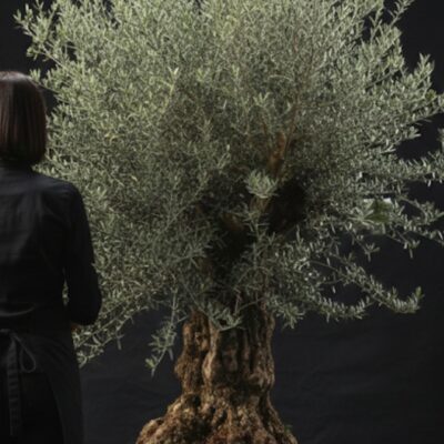 Olivier Centenaire XXL ​Nom du produit : Olea Europaea - Spécimen Prestige XXL Hauteur : 2,50 m Disponibilité : Spécimen unique chez Escapade Florale (Roncq & Wervicq-Sud) ​Description du produit ​Cet olivier de 2,50 mètres est une pièce de collection rare. Il se caractérise par un tronc extrêmement large et sculpté par les années, offrant une présence monumentale et une âme unique à votre jardin. Son houppier dense et vigoureux témoigne d'une santé exceptionnelle pour un arbre de cette envergure. ​Conseils d'entretien ​Exposition : Un emplacement en plein soleil est impératif pour maintenir la densité de son feuillage argenté. ​Arrosage : Bien que résistant à la sécheresse une fois établi, ce géant nécessite un suivi régulier lors des premières années, surtout s'il reste en bac. ​Taille : Une taille légère de structure peut être réalisée pour mettre en valeur l'architecture de ses branches et son tronc massif. ​Sol : Privilégiez un sol très drainant pour éviter l'humidité stagnante au niveau des racines.