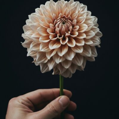 5 Tubercules de Dahlia café au lait