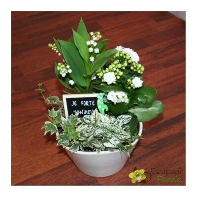 Trio de muguet et plantes