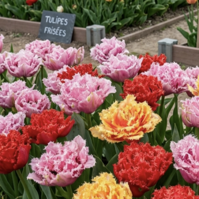 20 tulipes frisées