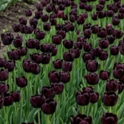 20 tulipes black Hero
