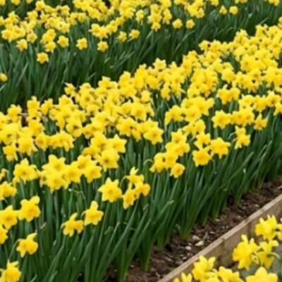 20 JONQUILLE 'FEBRUARY FORTUNE'