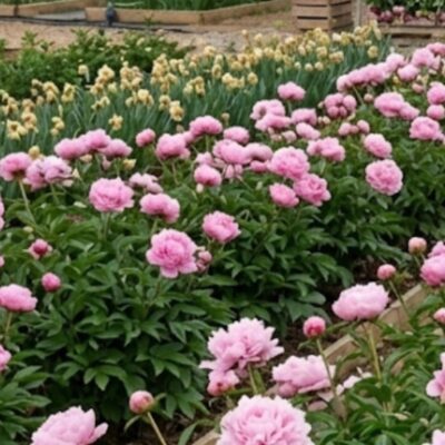 4 racines nues PIVOINES 'SARAH BERNHARDT'