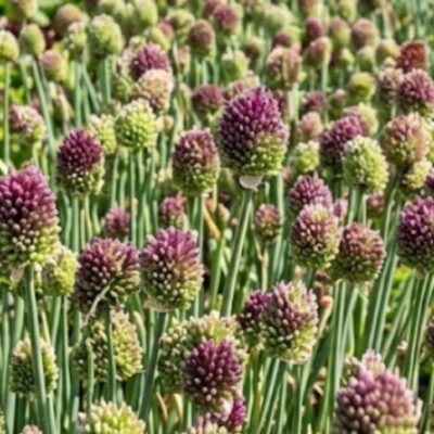 50 Allium sphaerocephalon